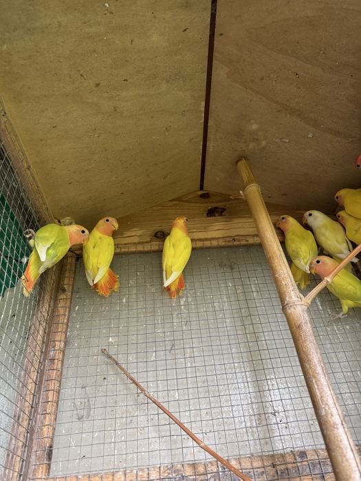 Agapornis roseicollis de várias cores