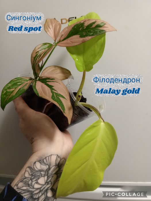 Філодендрон. Епіпремнум. Сингоніум