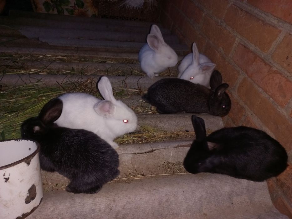 Кролики  , різний вік