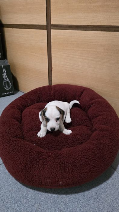 Jack russell macho