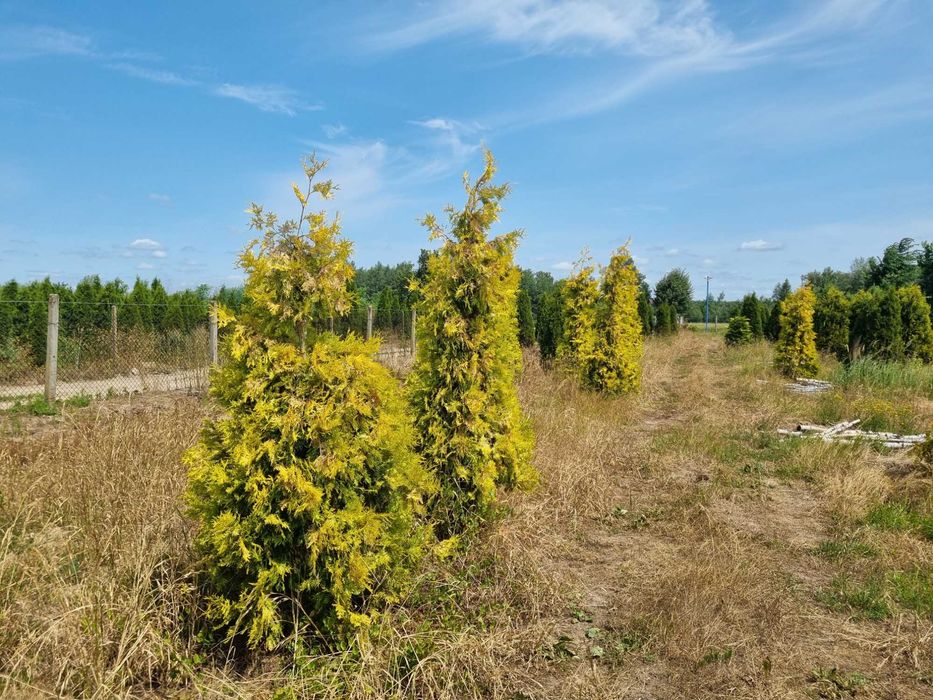Tuja aureospicata 220cm-100zł 240cm-110zł !!Promocja!!