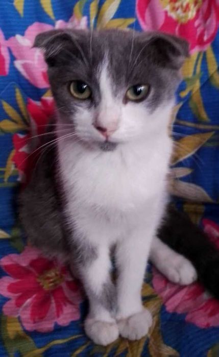 Котеночек вислоушка, 4 месяца