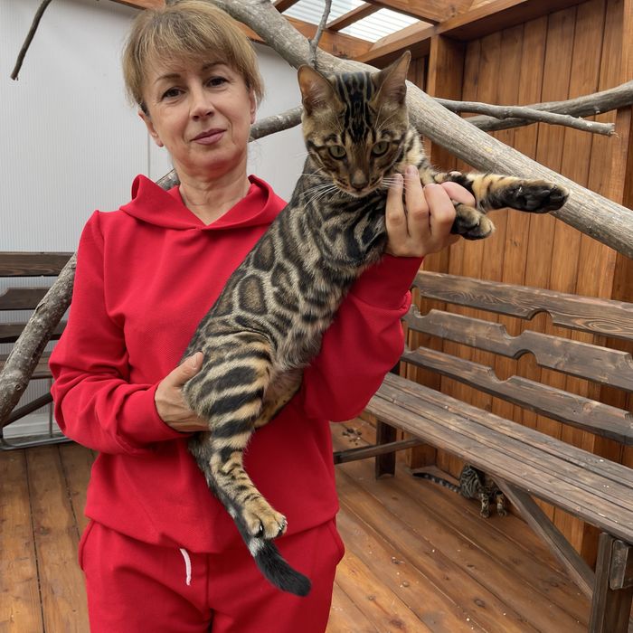 Бенгальський хлопчик, чисті гентести батьків