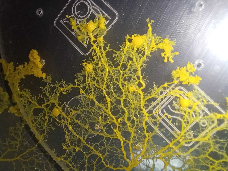 Physarum polycephalum, Badhamia polycephala - śluzowiec Day Walker