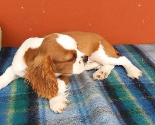 Cavalier King Charles Spaniel - SZCZENIAK piesek
