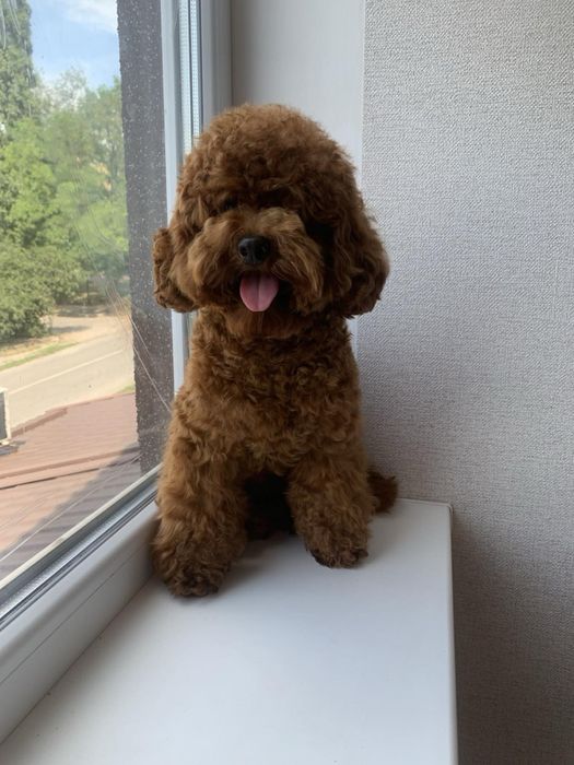 Той пудель, Китай, вязка