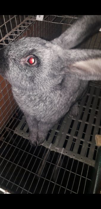 Самки термоны белые полтав серебро