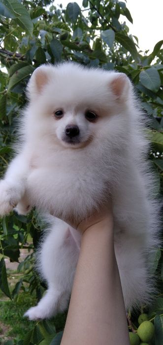 Маленька світленька