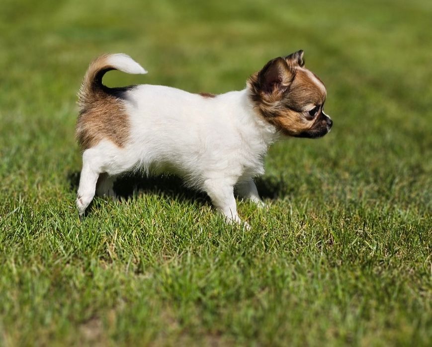Chihuahua długowłosa dziewczynka LATTE do odbioru!!