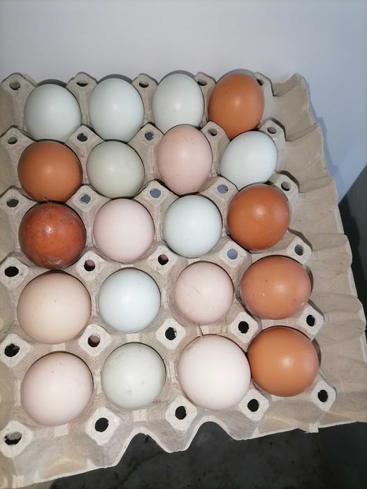 Jajka kur Wiejskich Eko