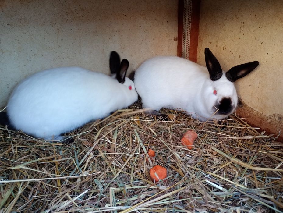 Kroliki Kalifornijskie