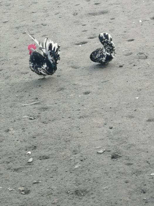Chabo i kochiny młode z tego roku.