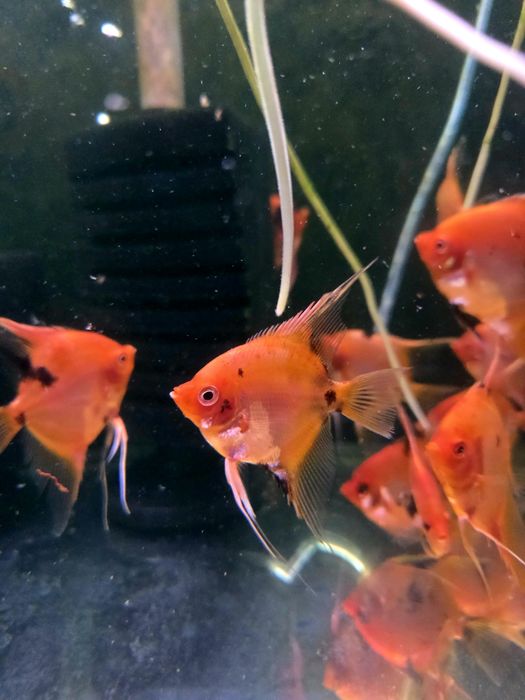 Skalar red devil/czerwone