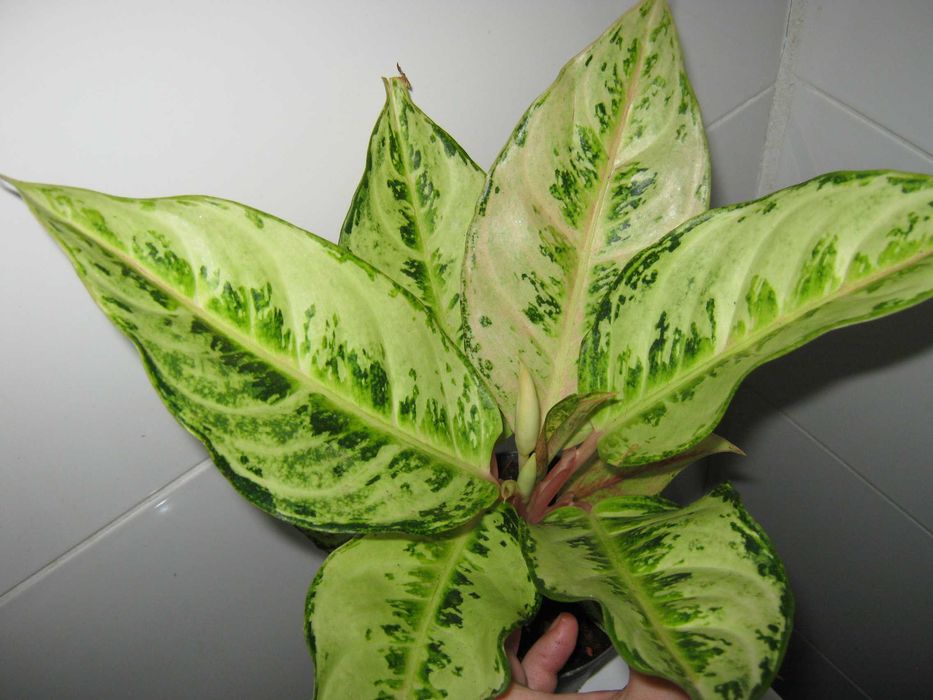 аглаонема 50 сортов комнатные декоративно лиственные цветы