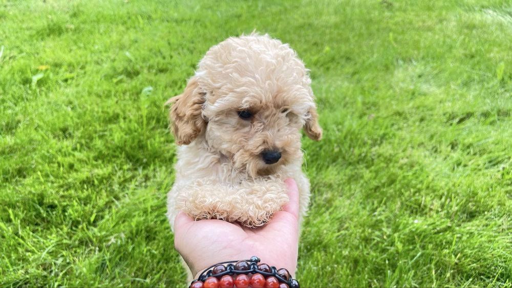 той  пудель  беби фейс цуценята