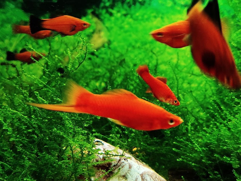 Mieczyk hellera Xiphophorus hellerii