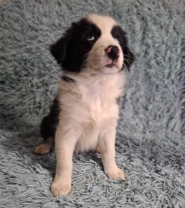 Border Collie  szczenię chłopiec