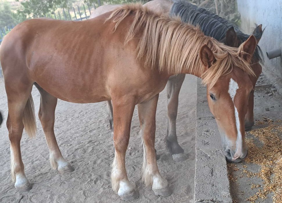 Poldro Breton macho de maio de 2025 registado