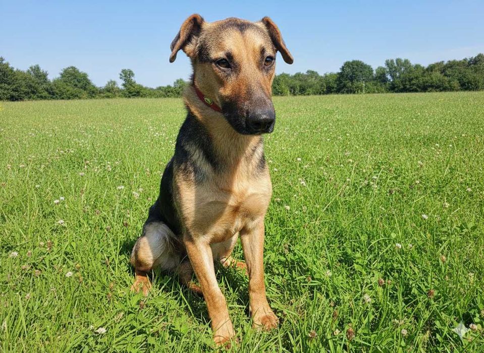 ZULA  - młoda sunia prosi o dom