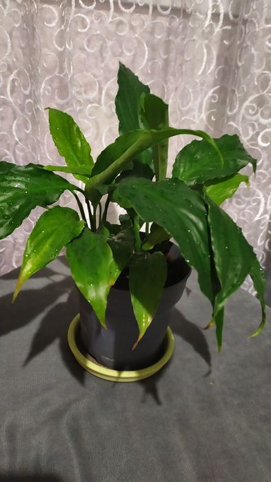 Вазони терміново