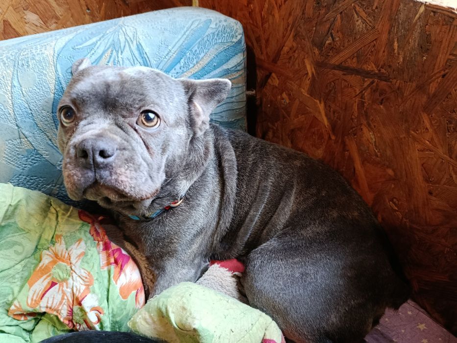 Французький бульдог