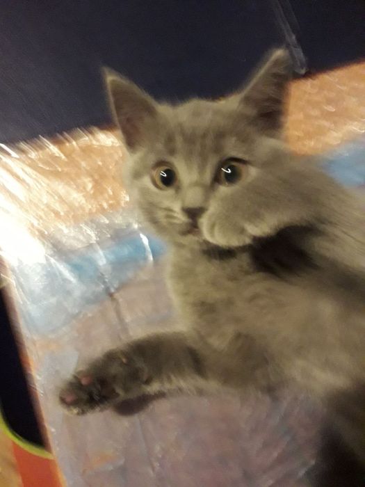 Котята безкоштовно