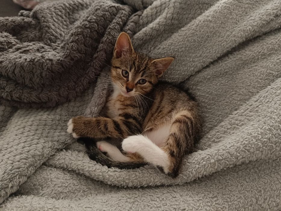 kotek do adopcji