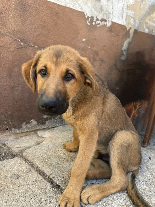 Cachorros Serra da Estrela × Pastor Alemão para adoção responsável