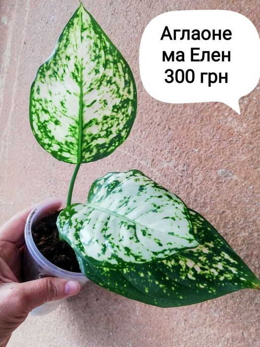 Аглаонеми Черрі Бебі  Елен та інші нші