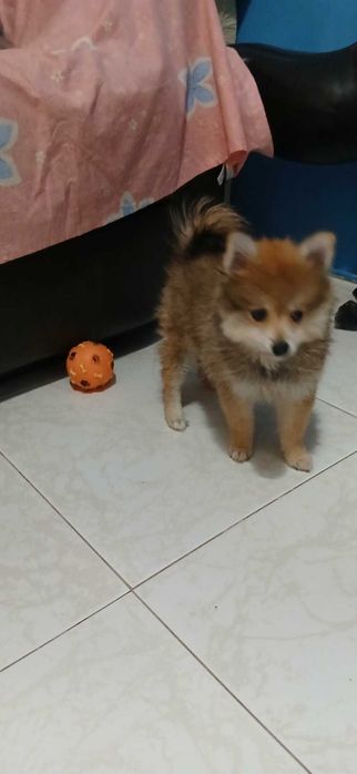 Lulu da pomerânea menina