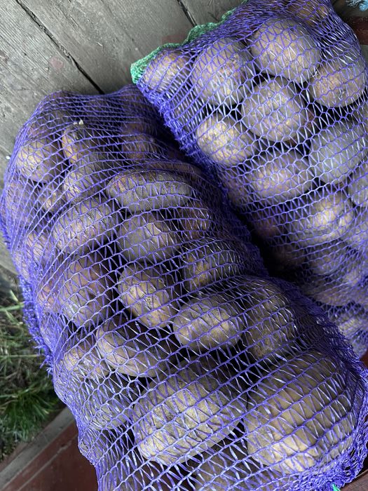 Картопля 15 грн 1кг домашня