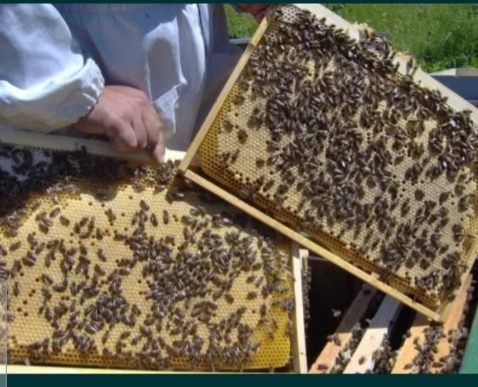 Продам бджіл бджолосімї пчелопакети, бджоли,  пчели, бджолопакет 2026р