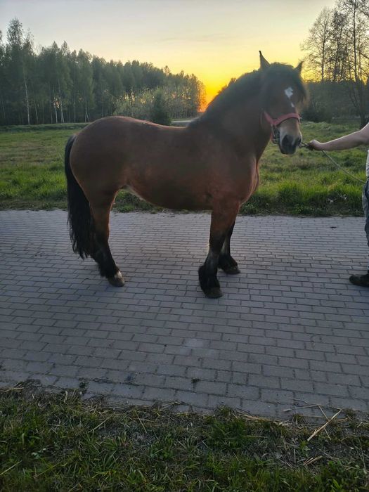 Sprzedam klacz pkz