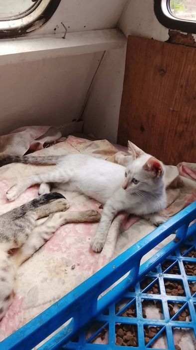 Dar se gatinhos urgente