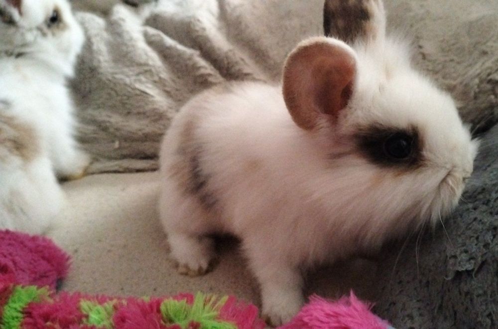 Декоративні кролики