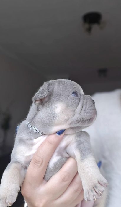 Bulldog Francês Lilac  excelente genetica