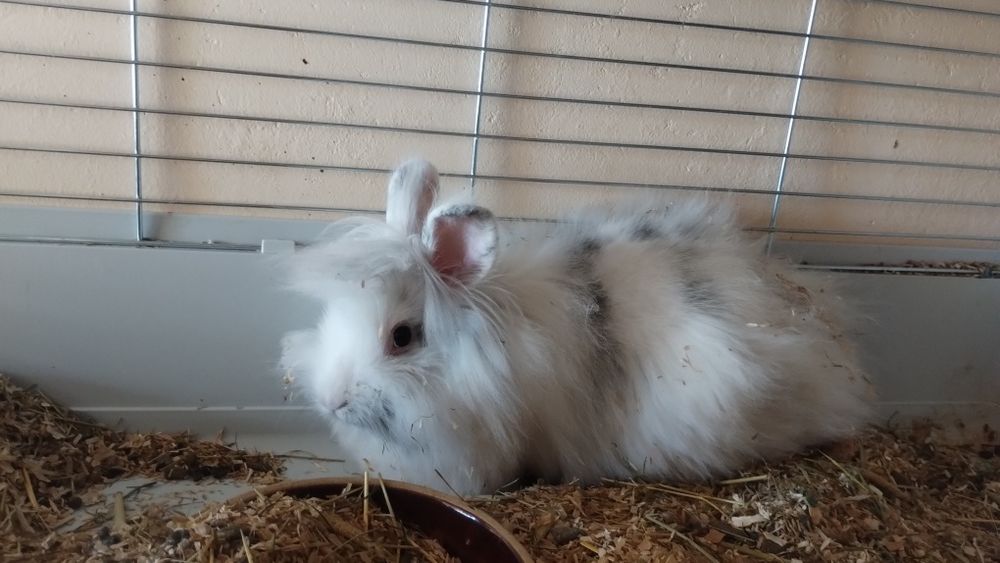 Króliczek miniaturka