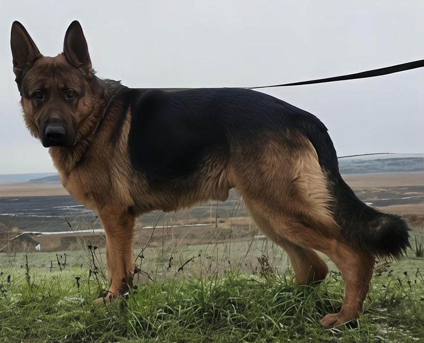 Кобель німецької вівчарки