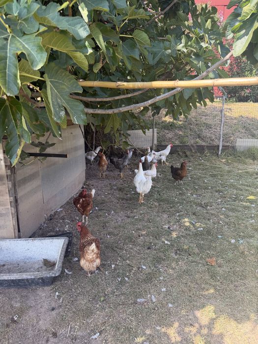 frangos caseiros