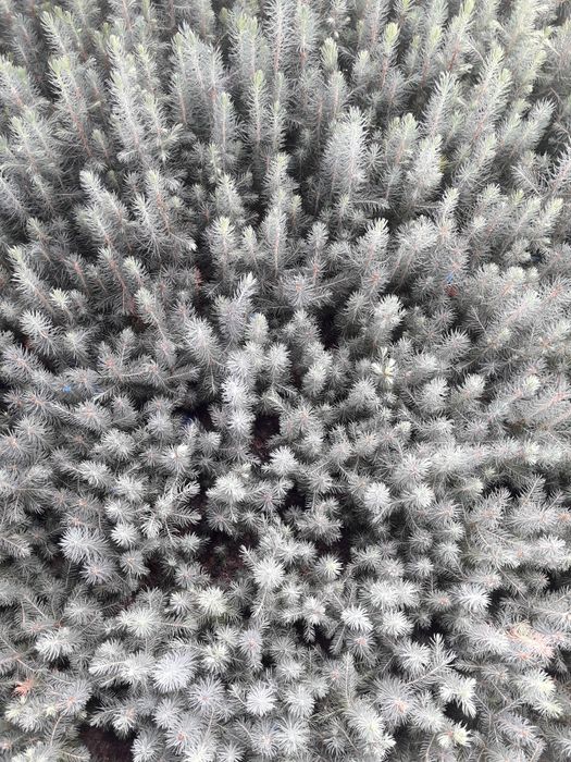 Sadzonki świerk pospolity srebrny jodła.