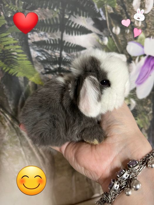 Kroliczki mini lop miniaturka hodowla zarejestrowana