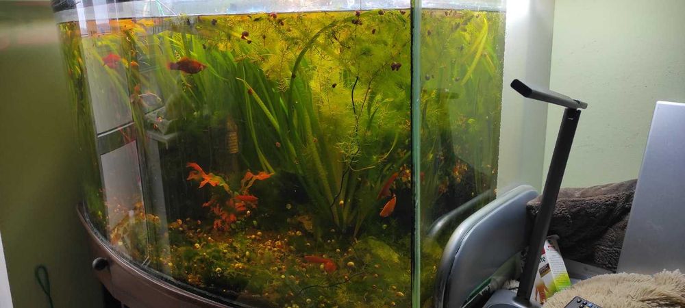 Акваріум з панорамним склом 300л.