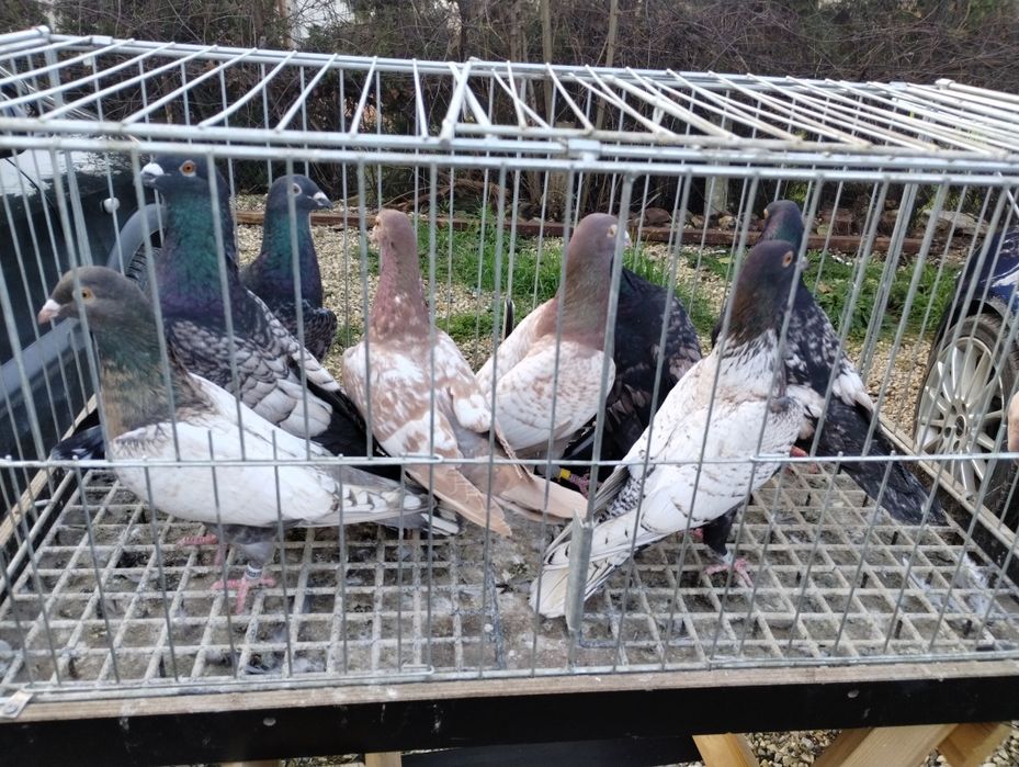 Sprzedam gołębie frill