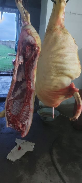 Продам свинину тушей