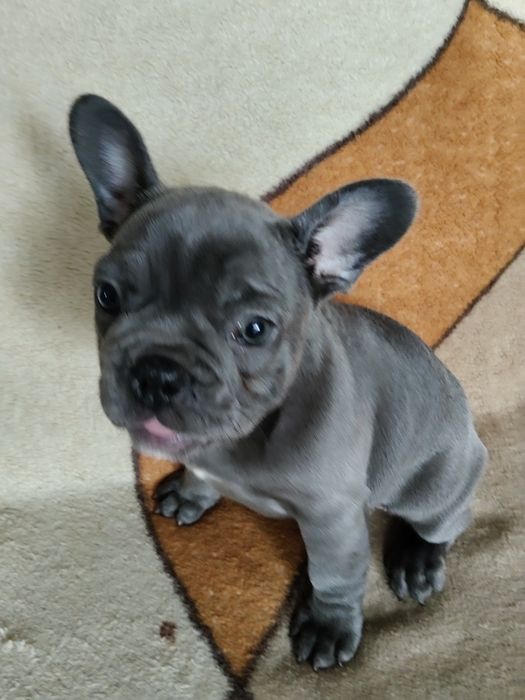Buldog francuski niebieski sunie