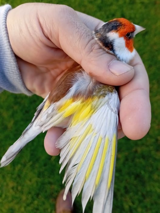 Vendo pintassilgos major