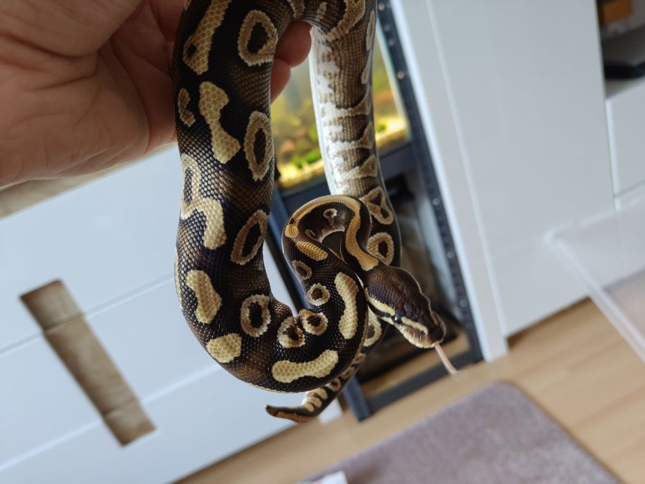 Wężyk samiec kolorowy