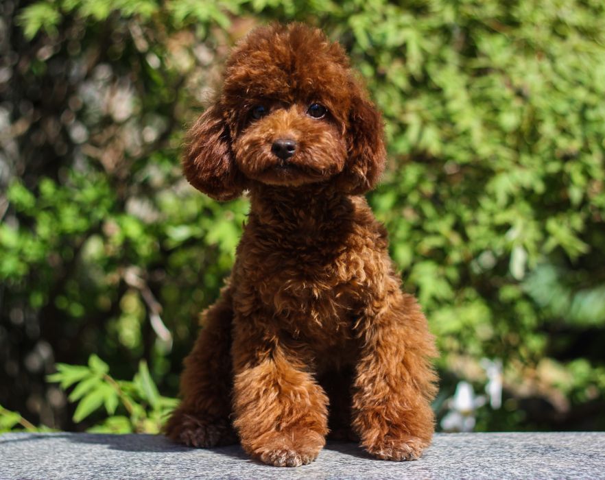Той пудель toy poodle червоний red