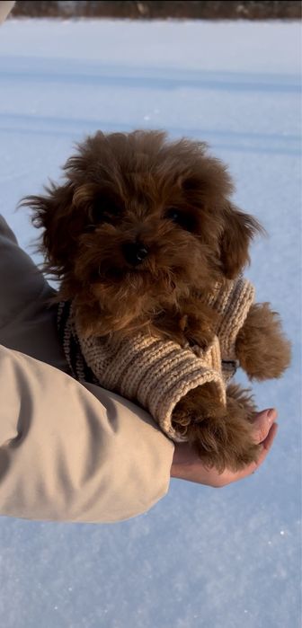 Дівчинка Мальтіпушка з доставкою за кордон