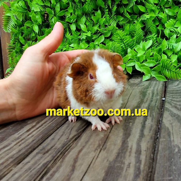 Морская морська свинка морские морськi свинки агутi агути теддi тедди